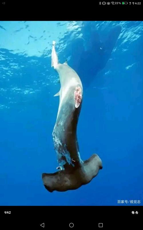 哔哩哔哩各类纪录片大合集:历史文明、生态自然、海洋生物、动物天国、世界旅游、文化古迹,让你轻松体验世界各地